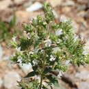 Image de Origanum vulgare subsp. viridulum (Martrin-Donos) Nyman