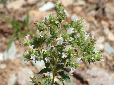 Image of Origanum vulgare subsp. viridulum (Martrin-Donos) Nyman