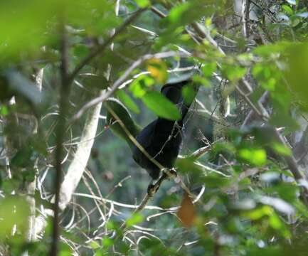 Image of Knysna Lourie