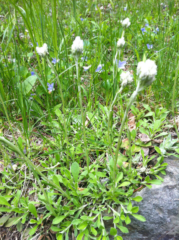 Imagem de Antennaria neglecta Greene