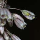 Image of Allium litardierei J.-M. Tison