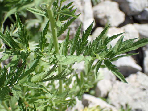 Image of Descurainia tanacetifolia (L.) Prantl