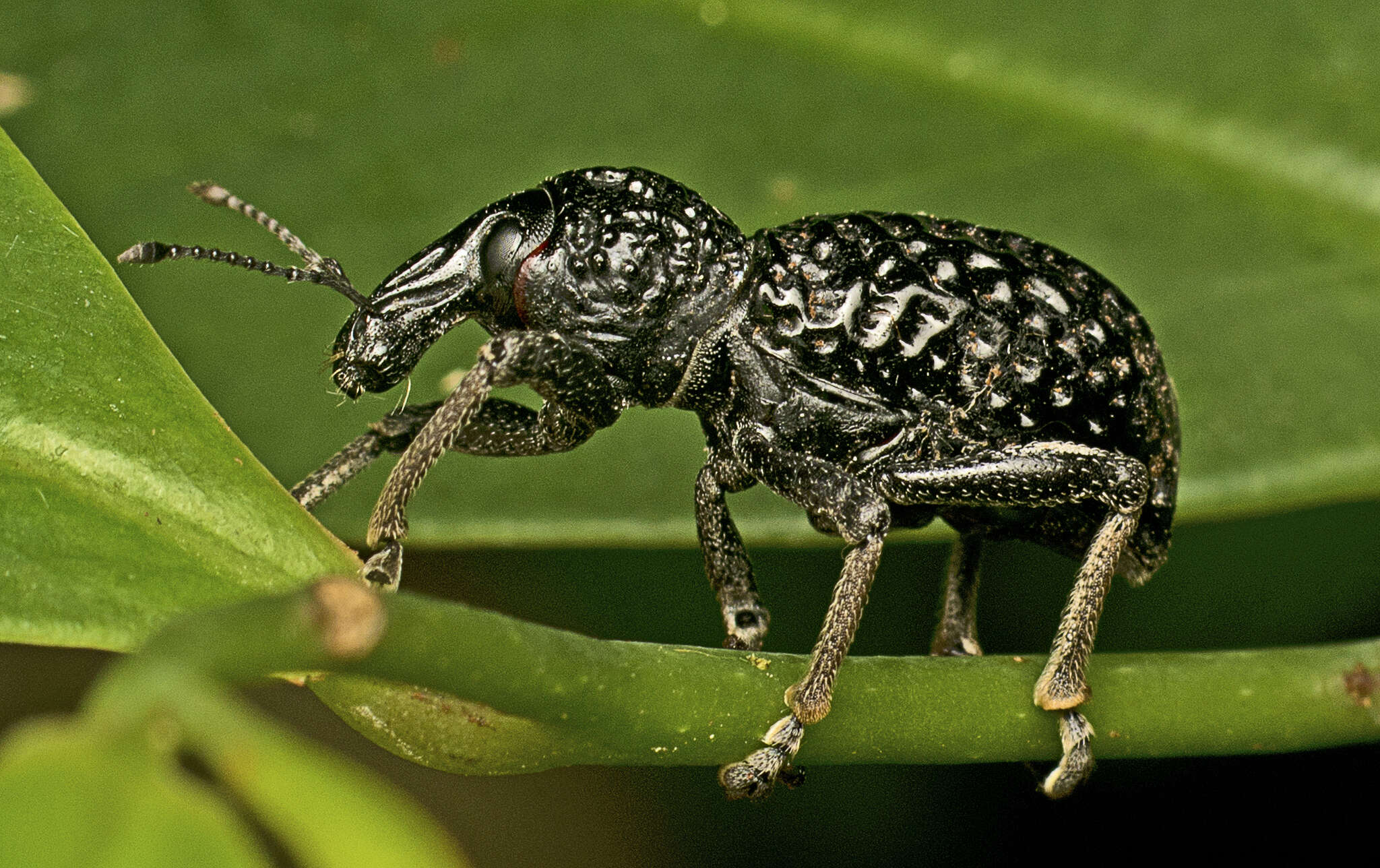 Image of Zymaus angustus Lea 1910