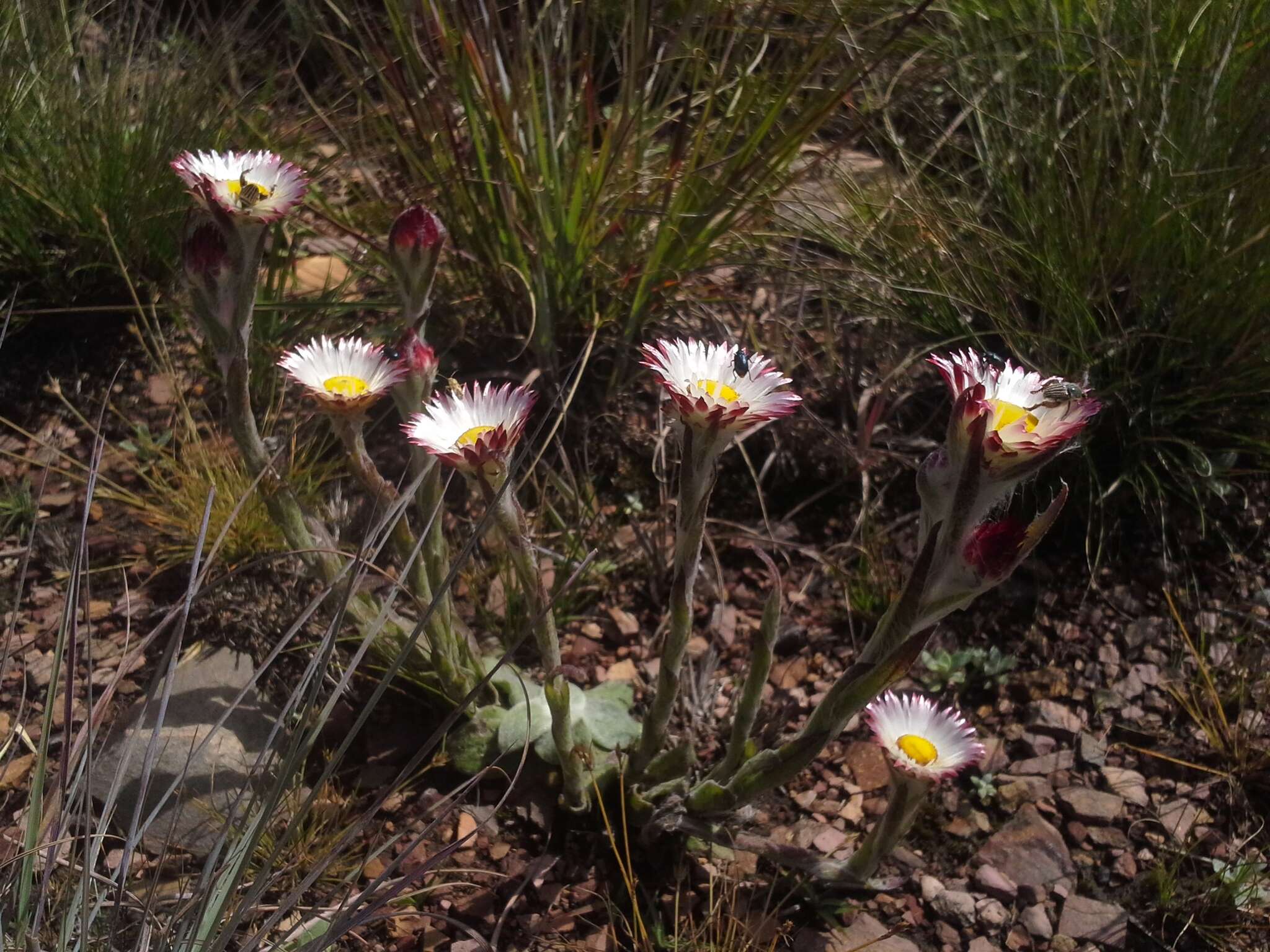 Image of Helichrysum adenocarpum DC.