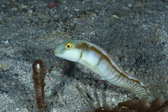 Image of Collared razorfish