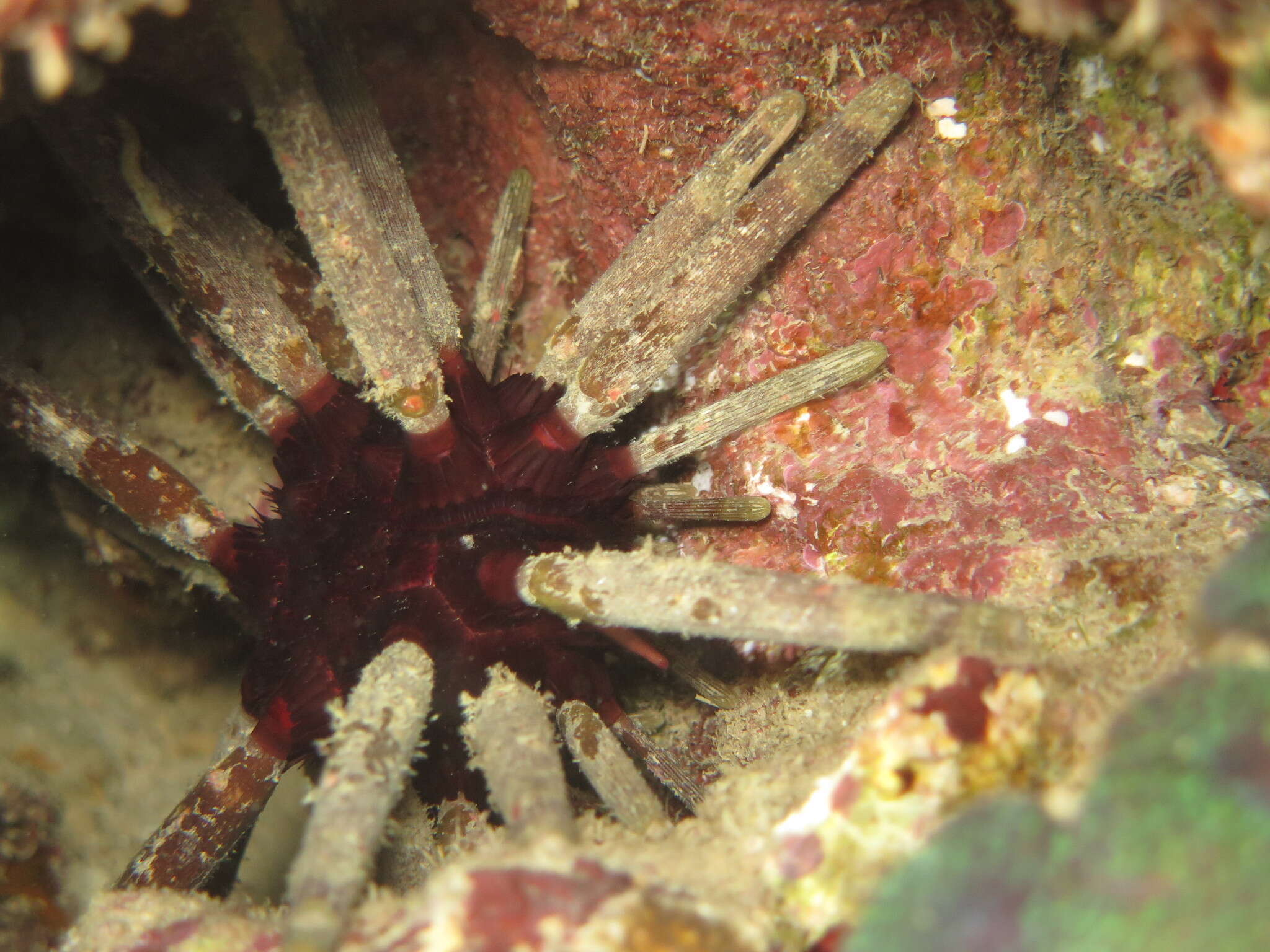 Image of Imperial urchin