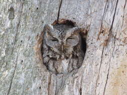 Image of Eastern Screech Owl