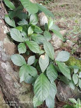 Image of oakleaf fig