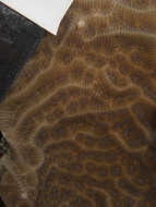 Image of Tube Coral