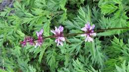 Image of Stachys riederi var. japonica (Miq.) H. Hara