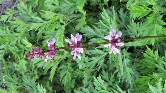 Image of Stachys riederi Cham.