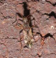 Image of Neopamera albocincta (Barber & H. G. 1953)