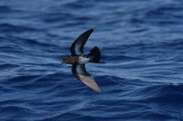 Image of New Zealand Storm Petrel