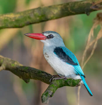 Image of Mangrove Kingfisher