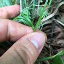 Image of Rocky Mountain sedge