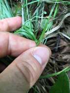 Image of Rocky Mountain sedge