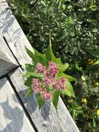 Image of Spotted Trumpetweed