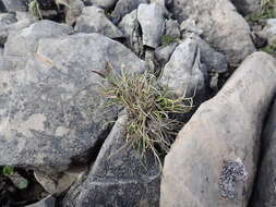 Image of glacial sedge