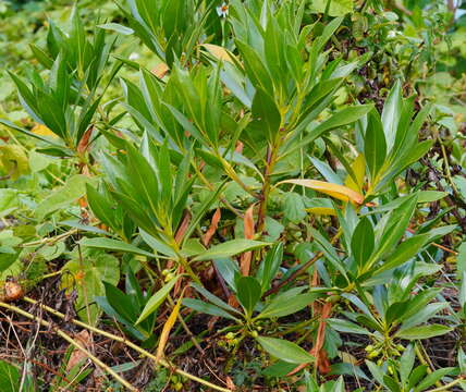 Sivun Bontia bontioides (A. Gray) L. V. Aver'yanov kuva