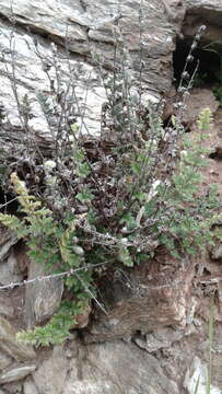 Image of Cheilanthes distans (R. Br.) Mett.