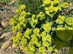 Image of serrate spurge