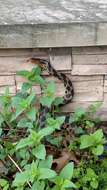 Image of Eastern Fox Snake