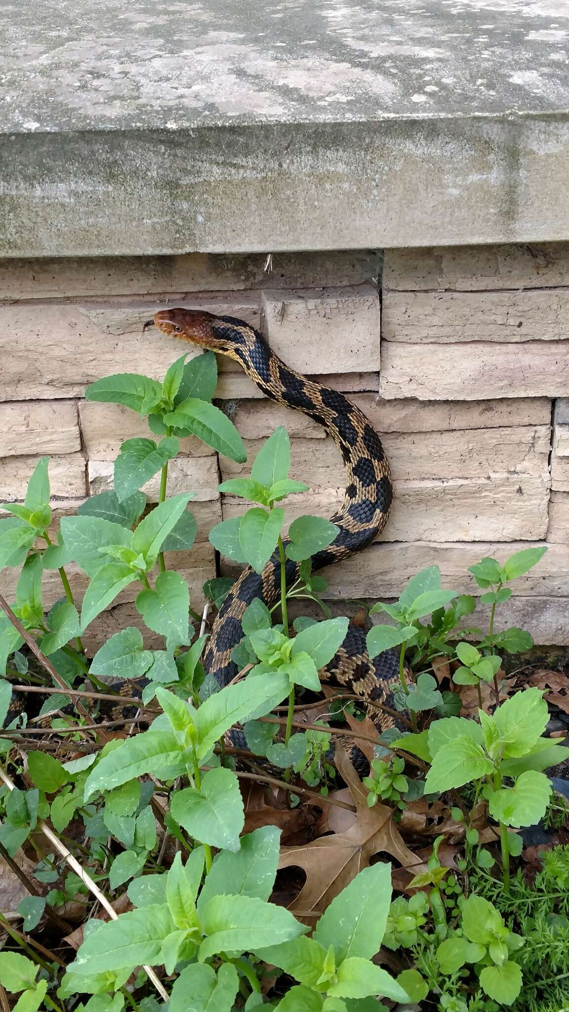 Image of Eastern Fox Snake