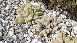 Image of Gibbaeum hartmannianum Thiede & Niesler