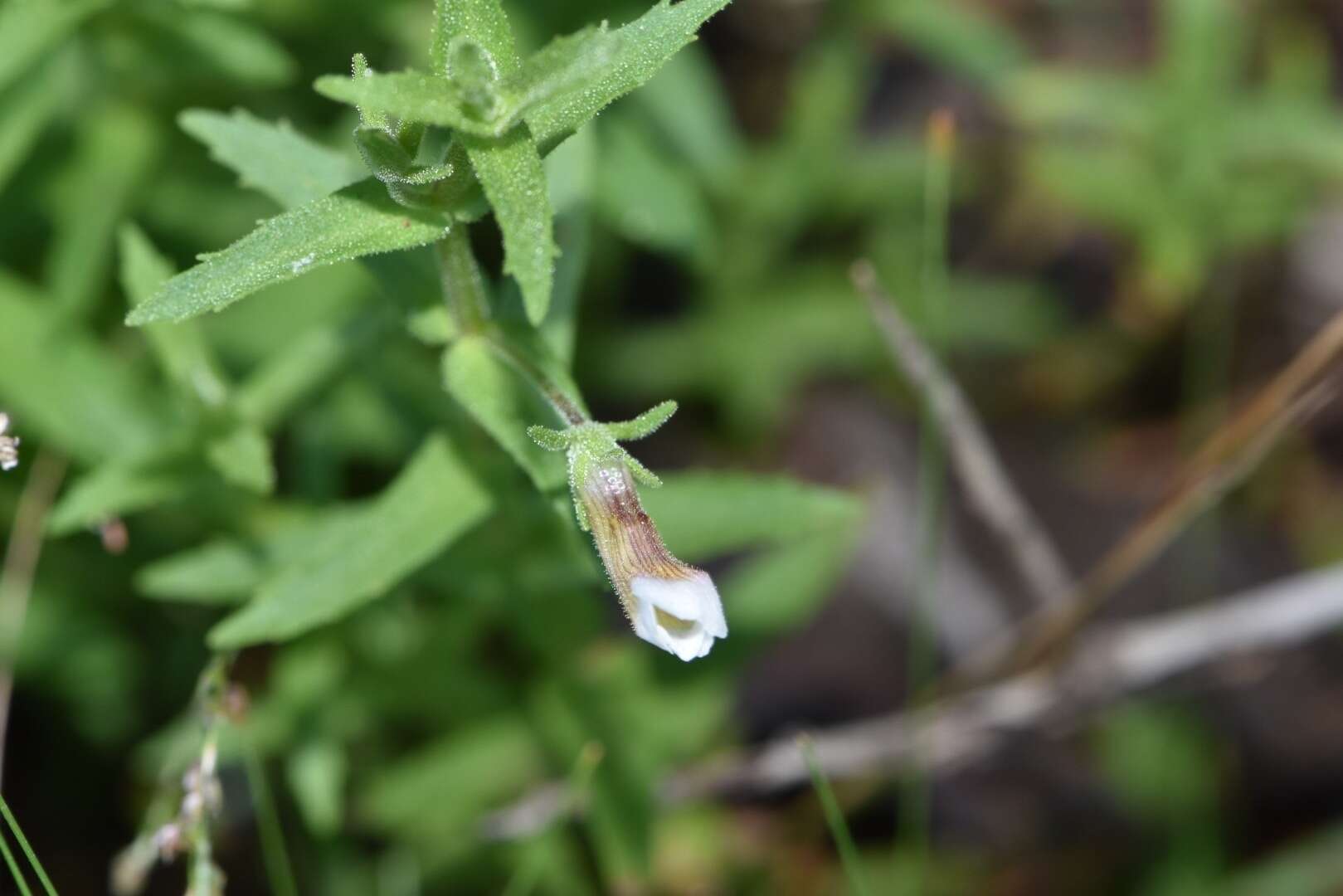 Gratiola brevifolia Raf.的圖片