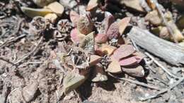 Image of Corpuscularia lehmannii (Eckl. & Zeyh.) Schwant.