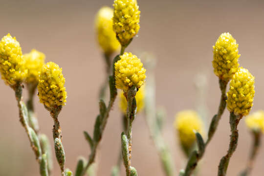 Sivun Siloxerus tomentosus (Wendl.) Ostenf. kuva