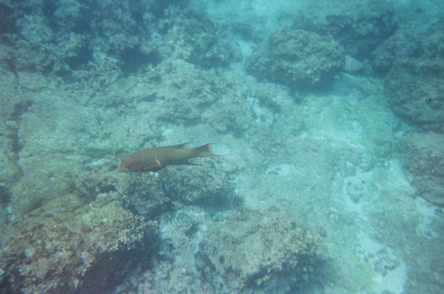 Image of Mexican hogfish