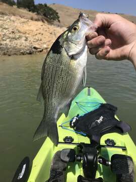 Image of White Bass