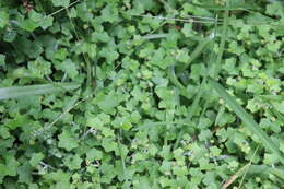 Image de Hydrocotyle bowlesioides Mathias & Constance