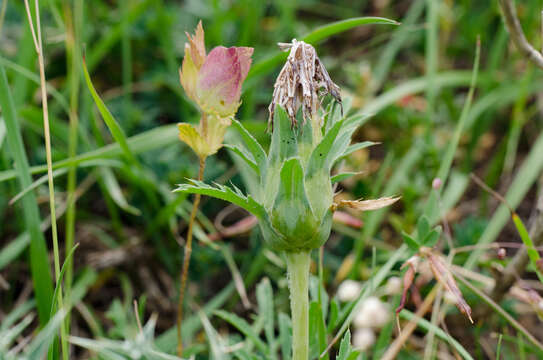 Image of Carduncellus mitissimus (L.) DC.