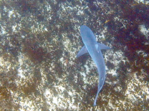 Image of Dusky Shark