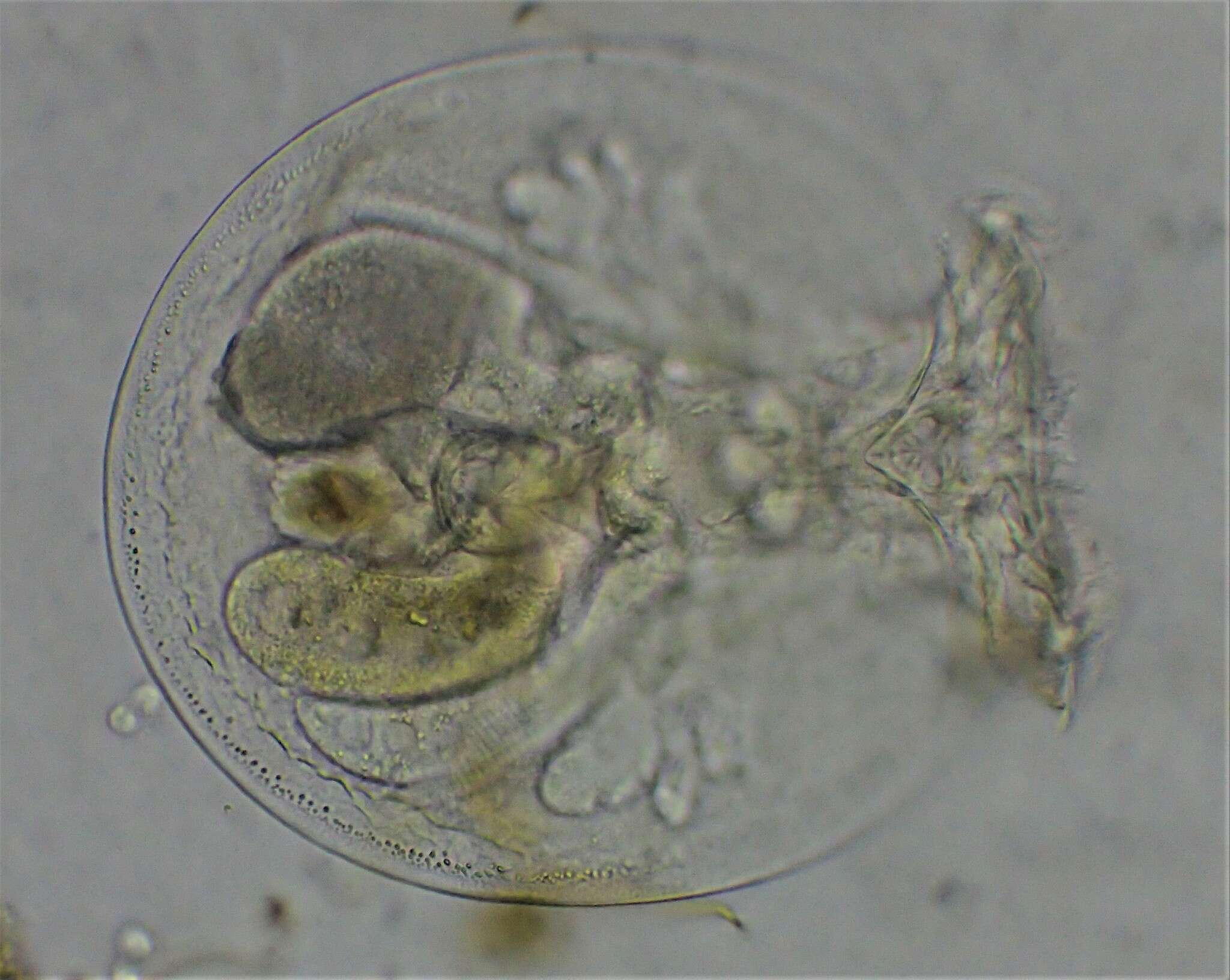 Image of turtle rotifer