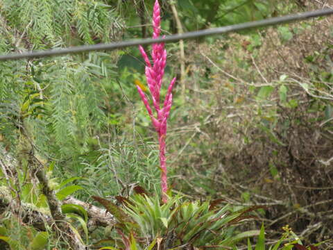 Image of Tillandsia lucida É. Morren ex Baker