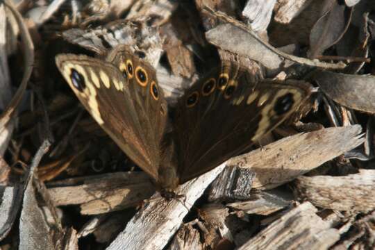 Imagem de Dira clytus eurina Quickelberge 1978