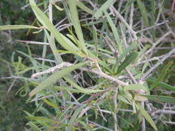 Image of Gymnosporia linearis subsp. linearis