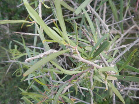 Image of Gymnosporia linearis subsp. linearis