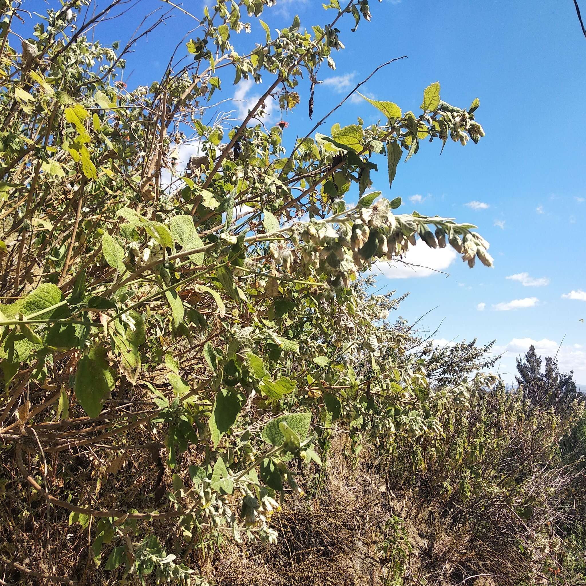 Brickellia secundiflora (Lag.) A. Gray的圖片