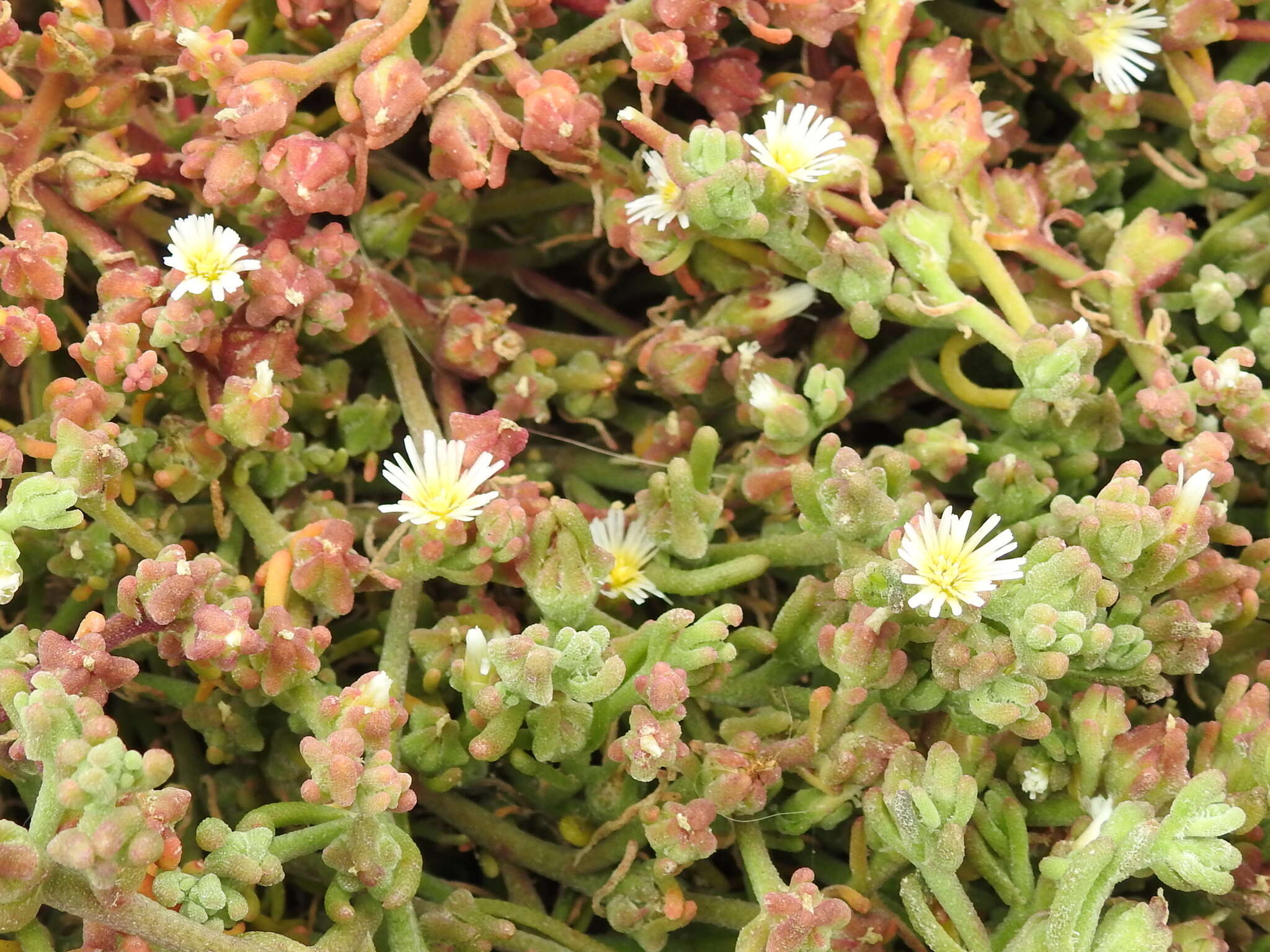 Image of slenderleaf iceplant