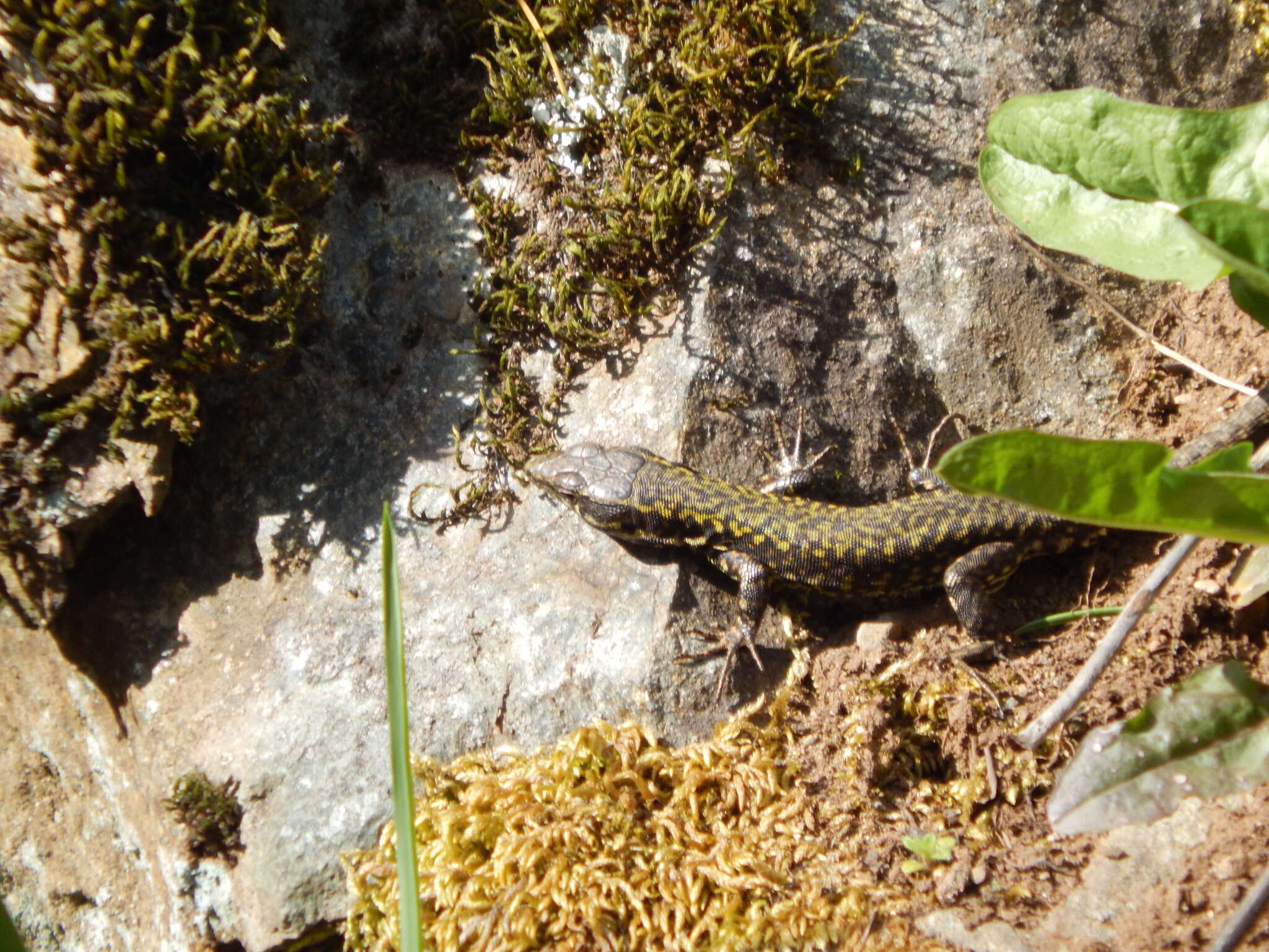 Imagem de Podarcis muralis maculiventris (Werner 1891)