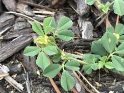 Image of Mediterranean medick