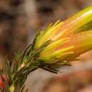 Image of Erica unicolor subsp. mutica E. G. H. Oliv. & I. M. Oliv.