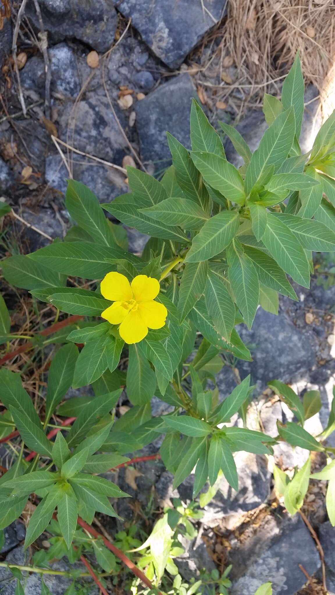 Ludwigia grandiflora var. hexapetala (Hook. & Arn.) D. B. Ward resmi