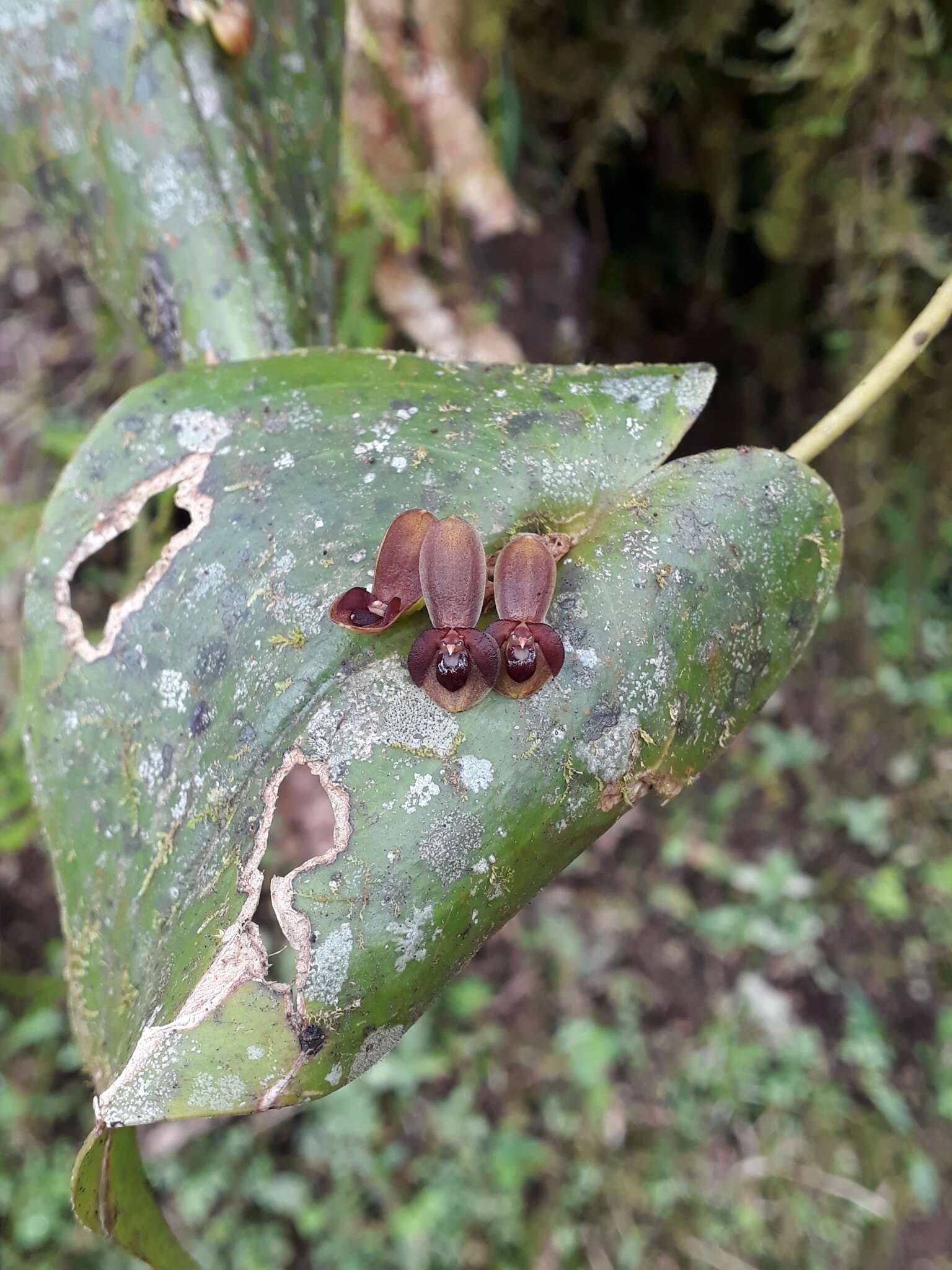 Imagem de Pleurothallis cordata (Ruiz & Pav.) Lindl.