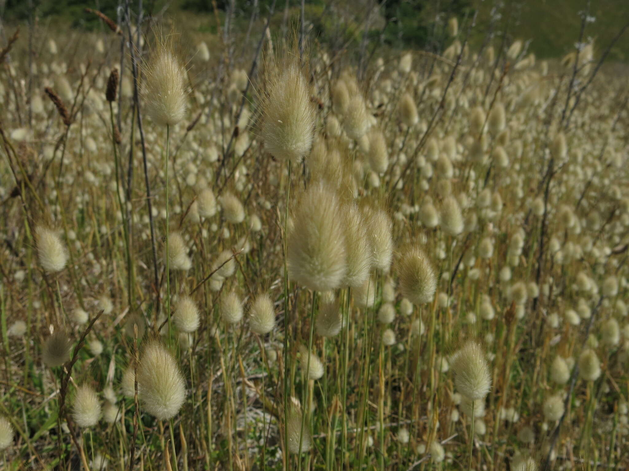 Image of harestail grass