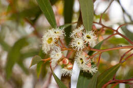 Sivun Eucalyptus gracilis F. Müll. kuva